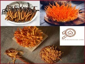 Gửi Đông Trùng Hạ Thảo Đi Mỹ: Giải Pháp Tối Ưu Cho Sức Khỏe Toàn Diện